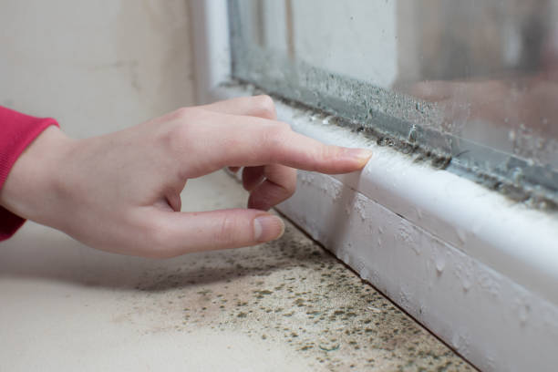 Professional Mold Removal in Laymantown, VA